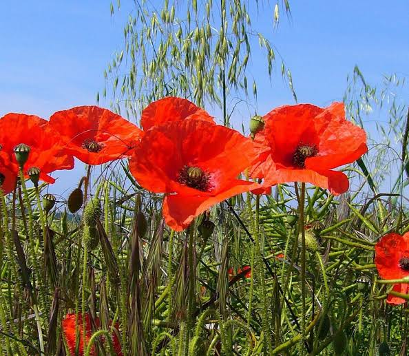 poppies
